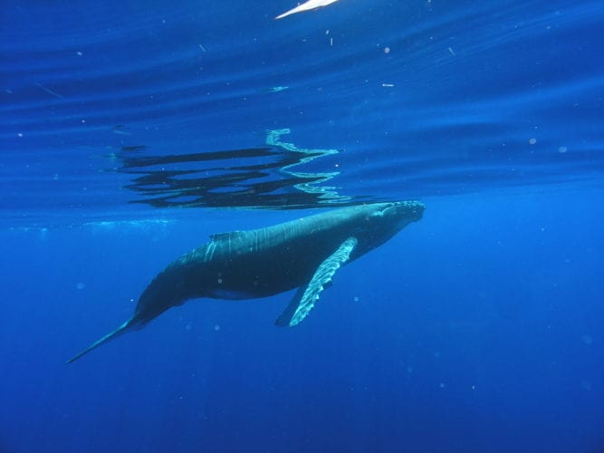 The Whale Song - Four Winds Maui Snorkeling