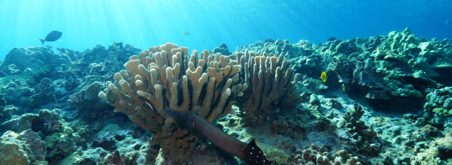 Molokini Maui Afternoon Snorkel