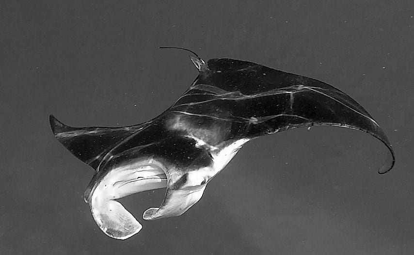 manta ray size