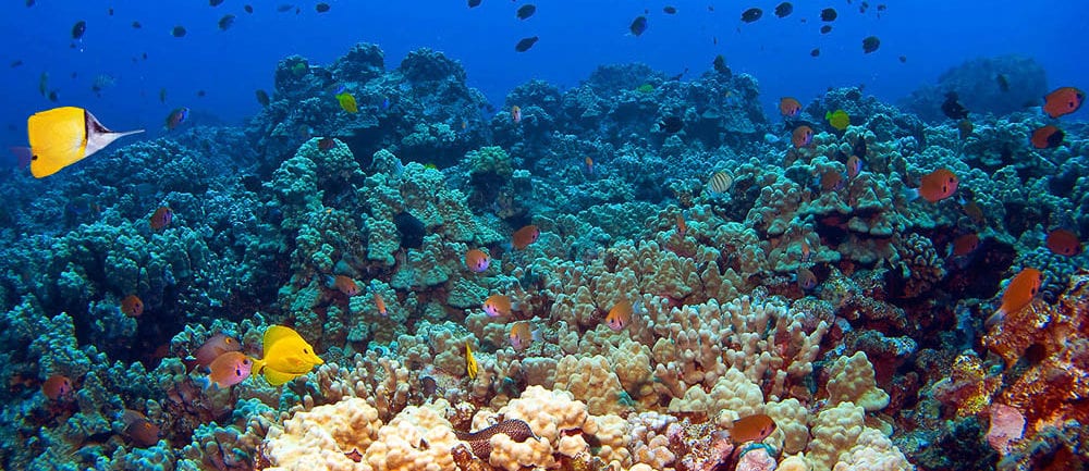 Snorkel Coral Gardens - Best Snorkeling in Maui - Four Winds II