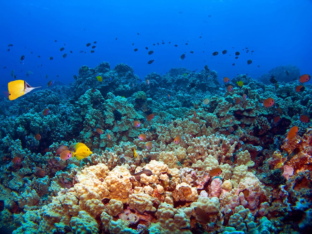 Coral Gardens Snorkeling Trip | Best Snorkeling in Maui - Four Winds