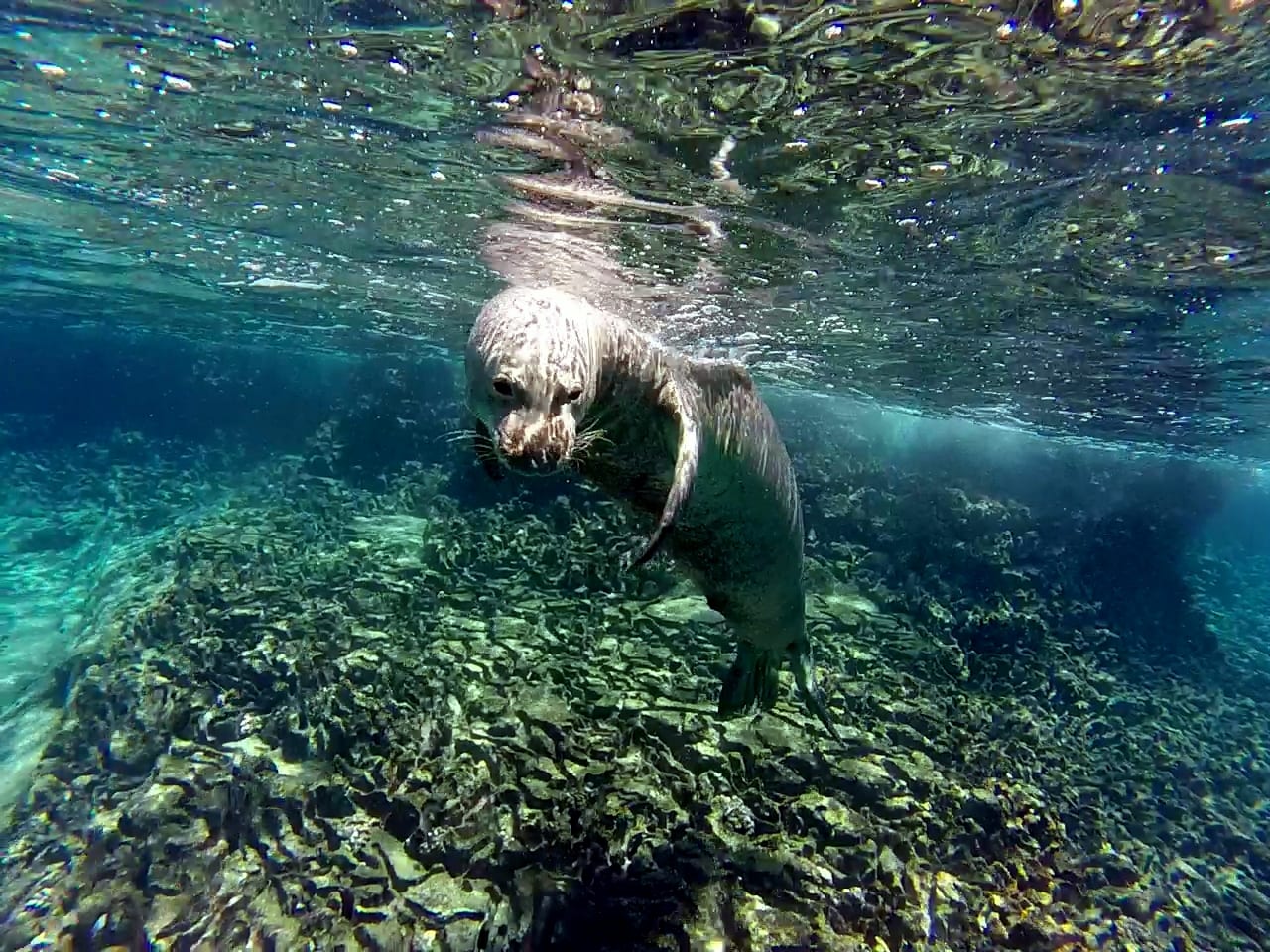 endangered-species-hawaiian-monk-seal-four-winds-maui-snorkeling